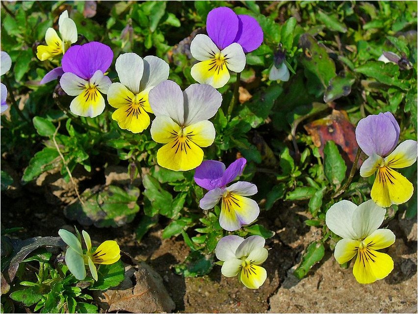 Фиалка удивительная фиалка Violet amazing violet