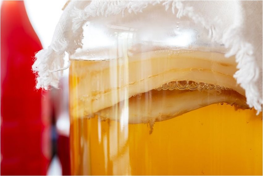 Гриб чайный гриб Kombucha seen