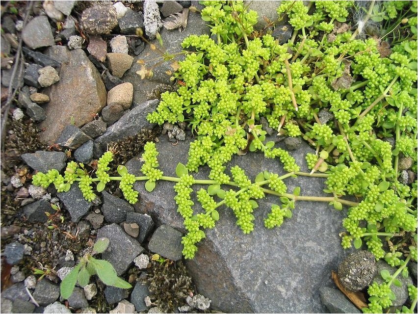 Грыжник грыжник Hernia spp.