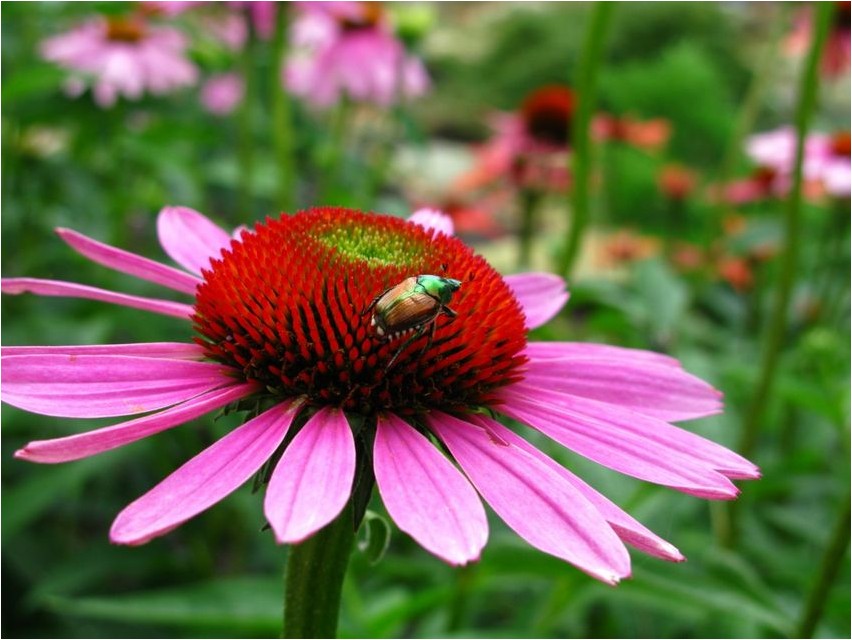 Echinacea Echinacea
