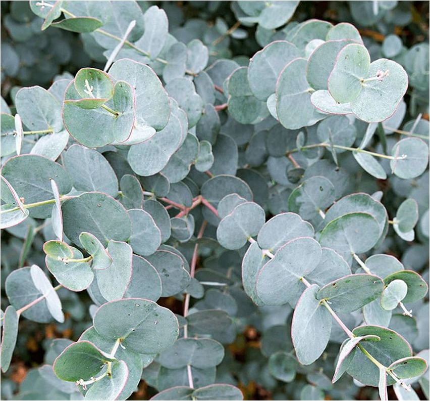 Eucalyptus ash eucalyptus