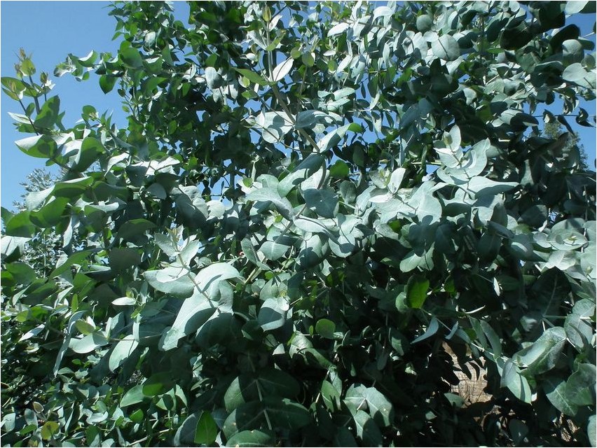 Eucalyptus ash eucalyptus