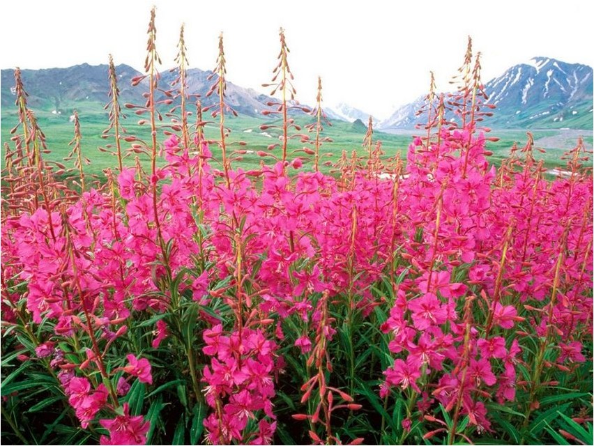 Fireweed akin to willowherb
