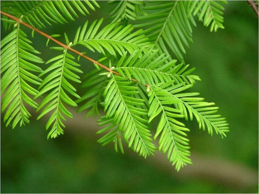 Метасеквойя метасеквойя Metasequoia metasekvoia