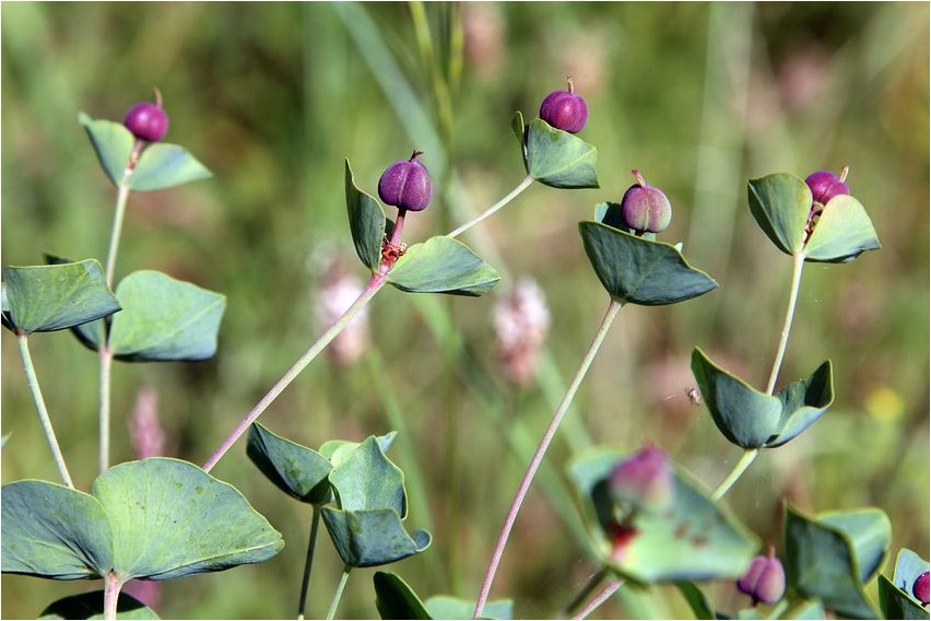 Молочай северцова северцова Harilik euphorbia.