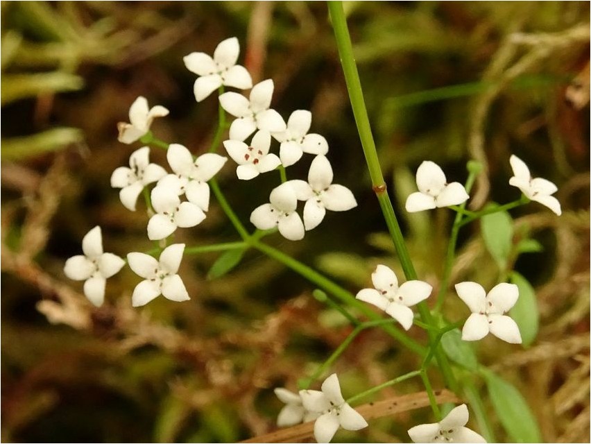Magus madar (lõhepealsed)