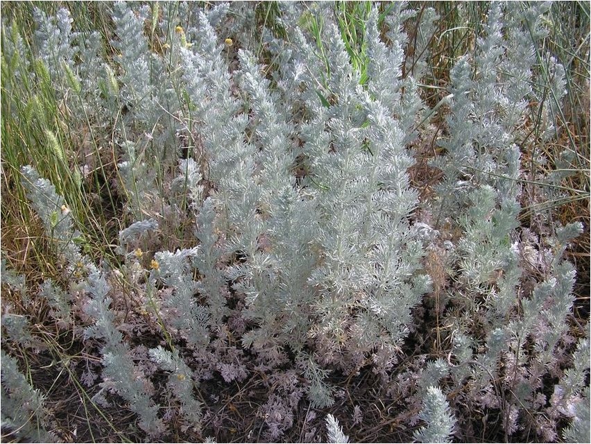 Полынь австрийская полынь Artemisia österreichischer Wermut