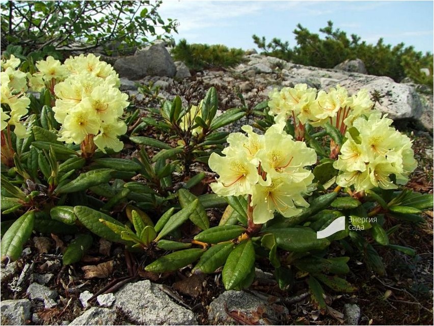 Goldener Rhododendron