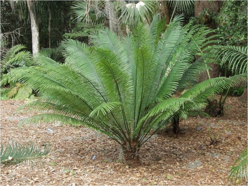 Cycad