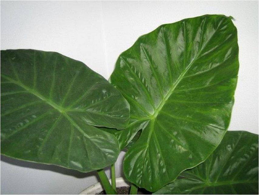 Alokaasia alokasia