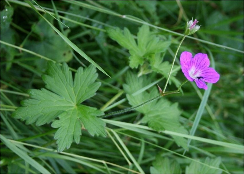 Geranium soo geraanium