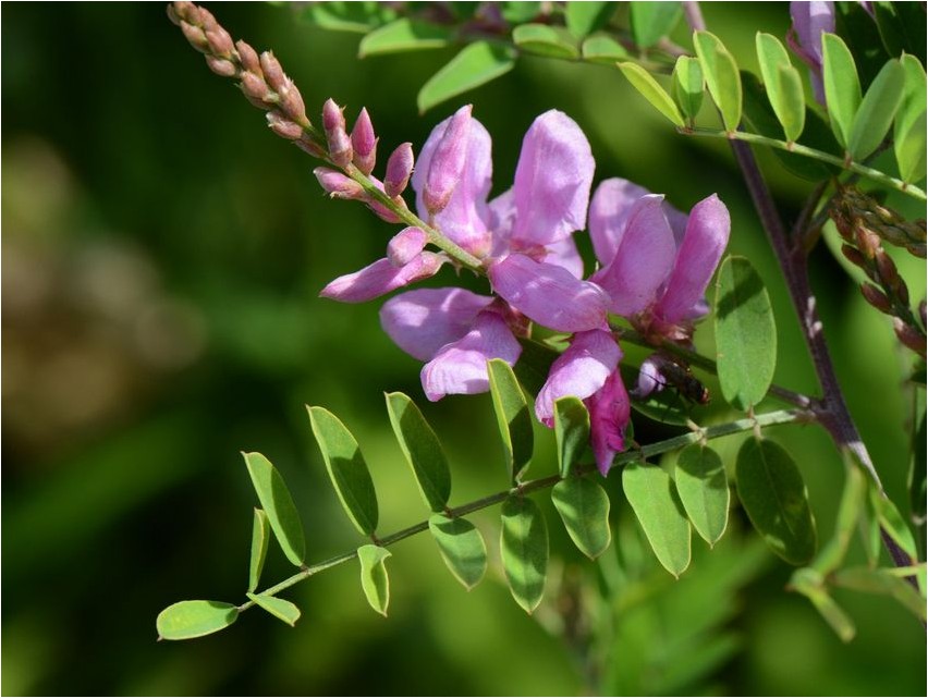 Indigofera indigofera