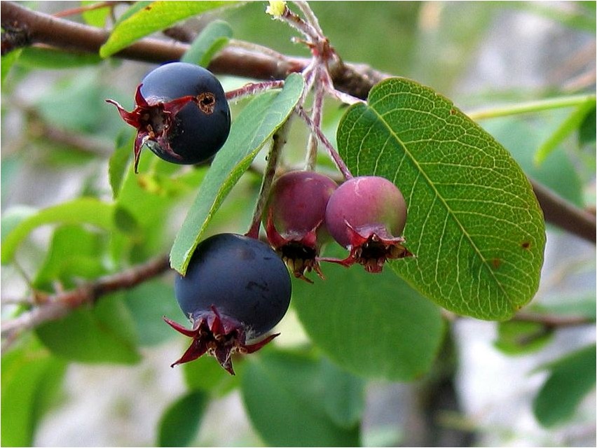 Irga roundifolia irga