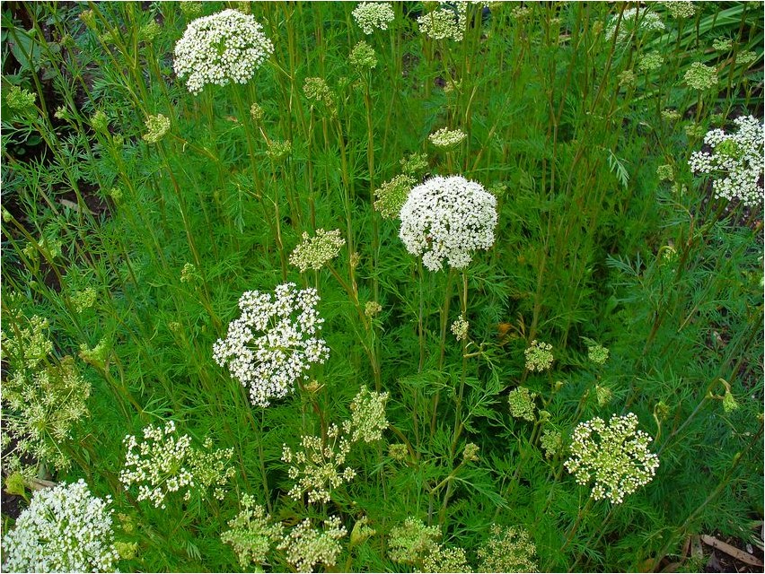 Cadenia zweifelhaft zweifelhaft