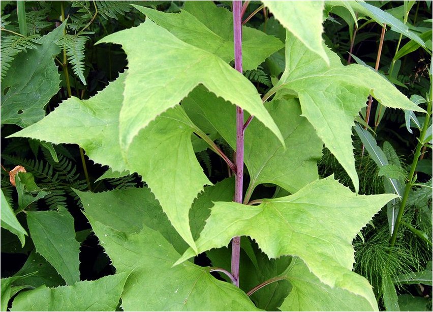 Какалия копьевидная какалия Lanzettbaum (Kakaliya lanceolata)