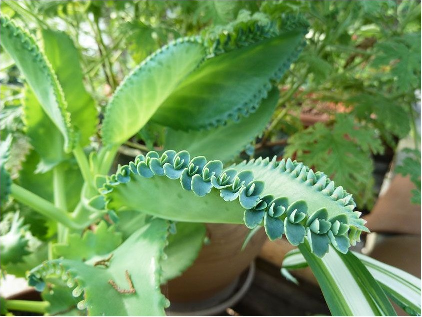 Каланхоэ Дегремона дегремона Kalanchoe degremona degremona