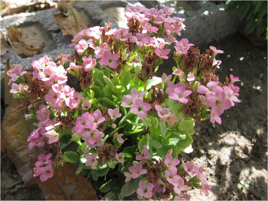Kalanchoe pinnate Kalanchoe