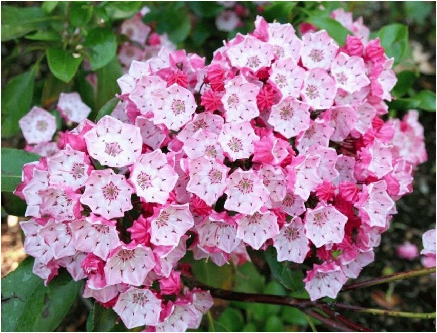 Кальмия мелколистная кальмия Kalmia väikeselehine Kalmia