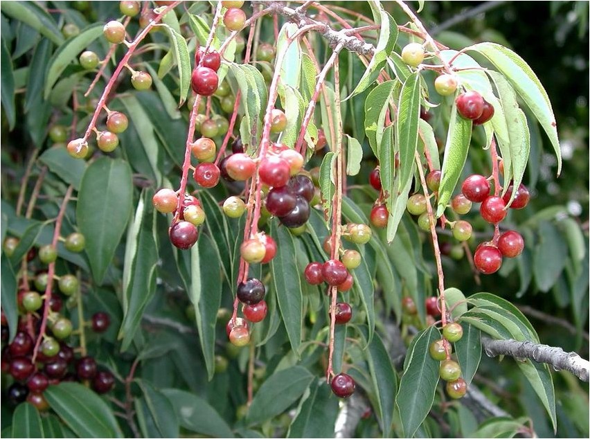 Kapuliini kapuliin