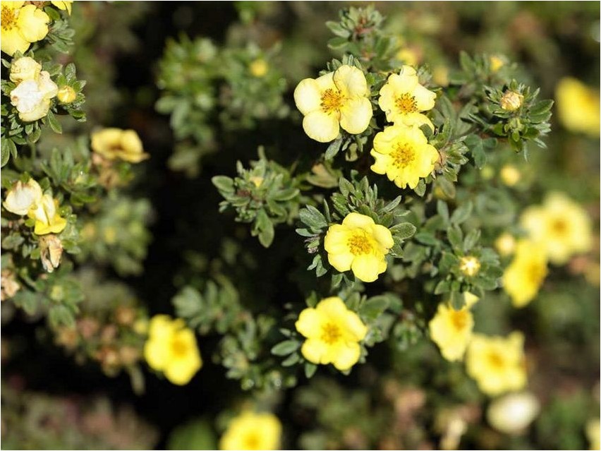 Лапчатка бесстебельная лапчатка Cinquefoil varreta kinquefoil