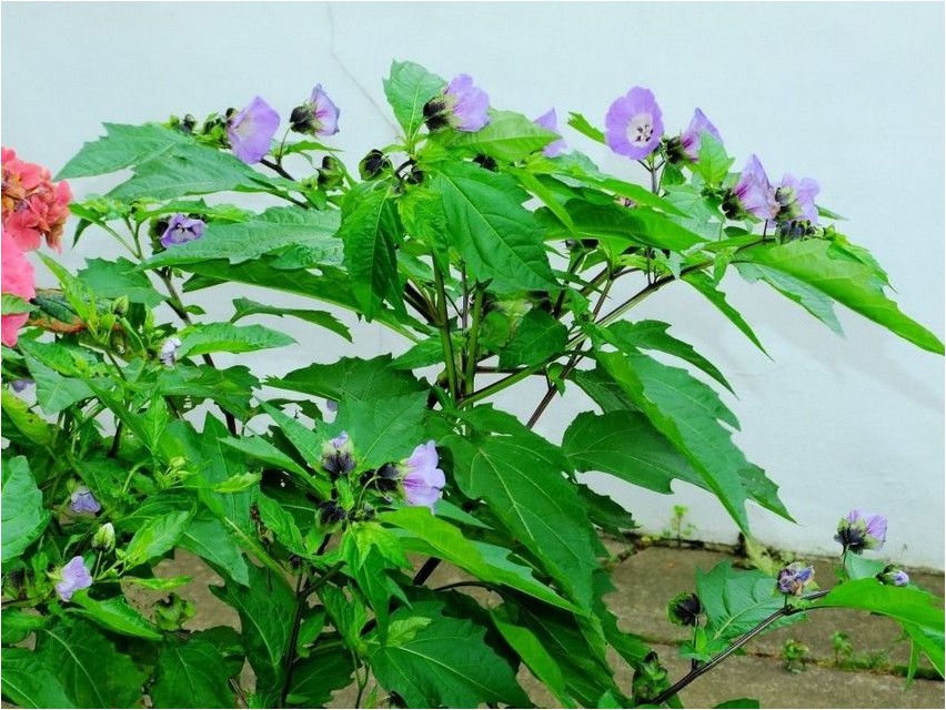 Nicandra physalis nicandra