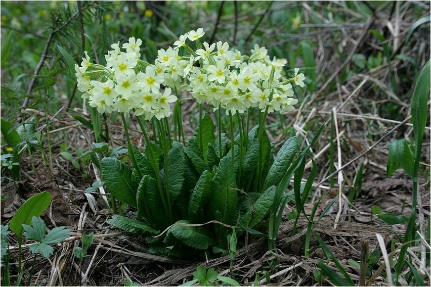 Первоцвет Палласа первоцвет Pallase priimula priimula