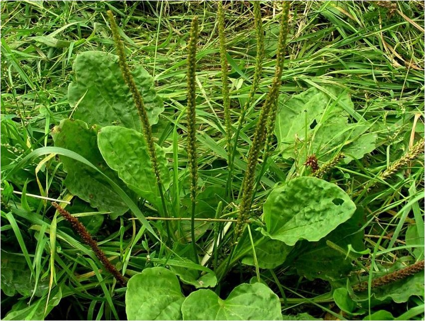 Подорожник прижатый подорожник Plantain pressitud jahubanaan