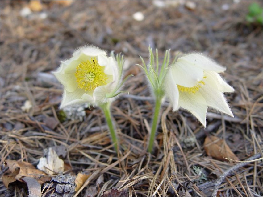 Hexenschuss, gelblicher Hexenschuss