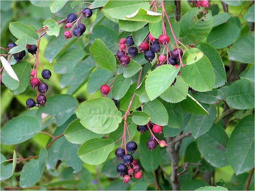 Serviceberry ovaalne serviceberry