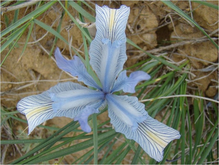 Ирис тонколистный ирис Iirise peeneleheline iiris
