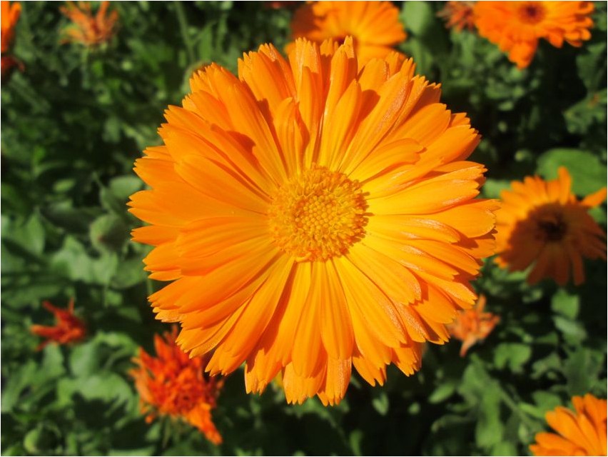 Calendula Calendula