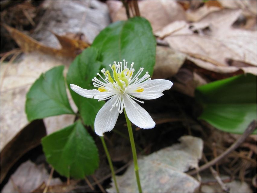 Coptis three-leaf coptis