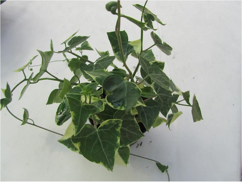 Крестовник крупноязычковый крестовник Great-tongued ragwort