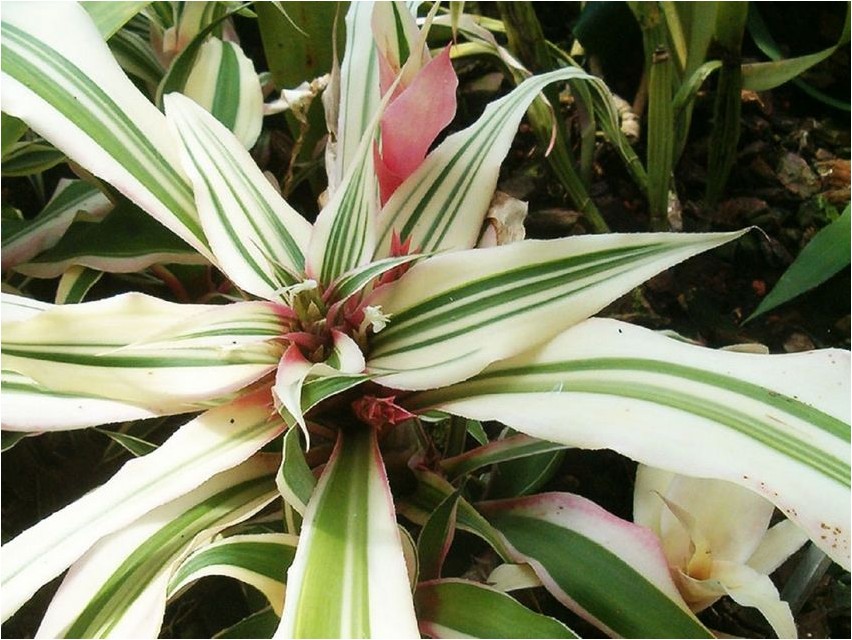Криптантус гибридный криптантус Cryptanthuse hübriid Cryptanthus