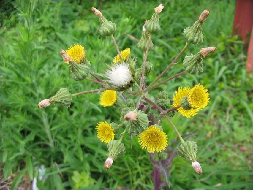 Distel säen