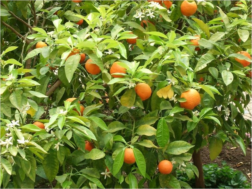 Померанец померанец orange-orange