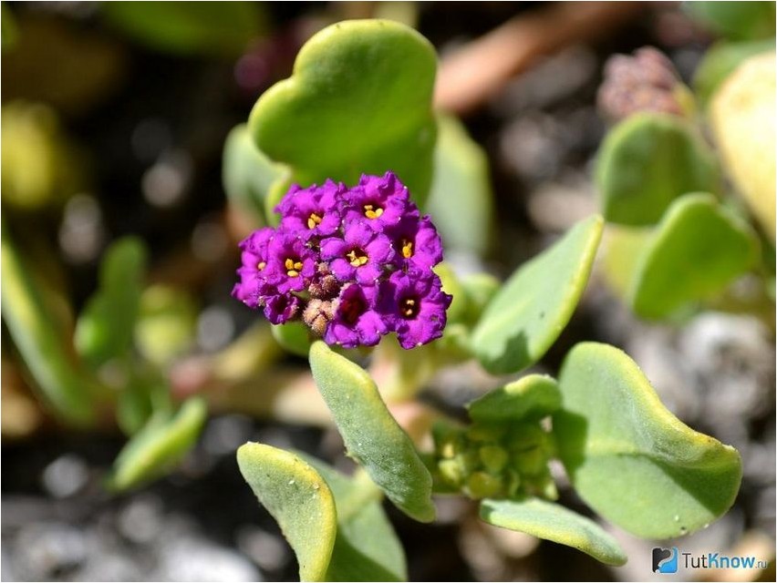Аброния аброния Abronia abronia