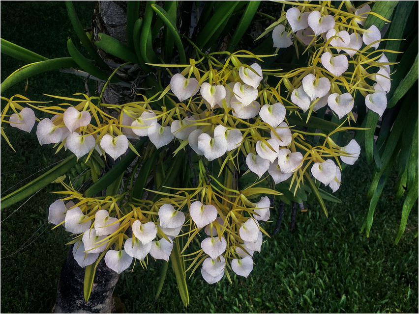 Брассавола брассавола Brassavola brassavola