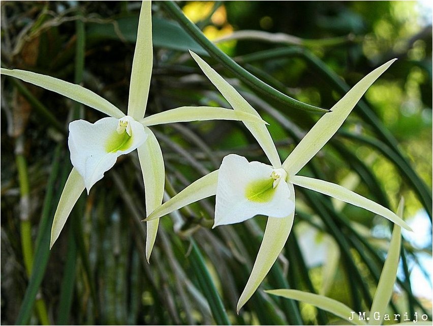 Брассавола брассавола Brassavola brassavola