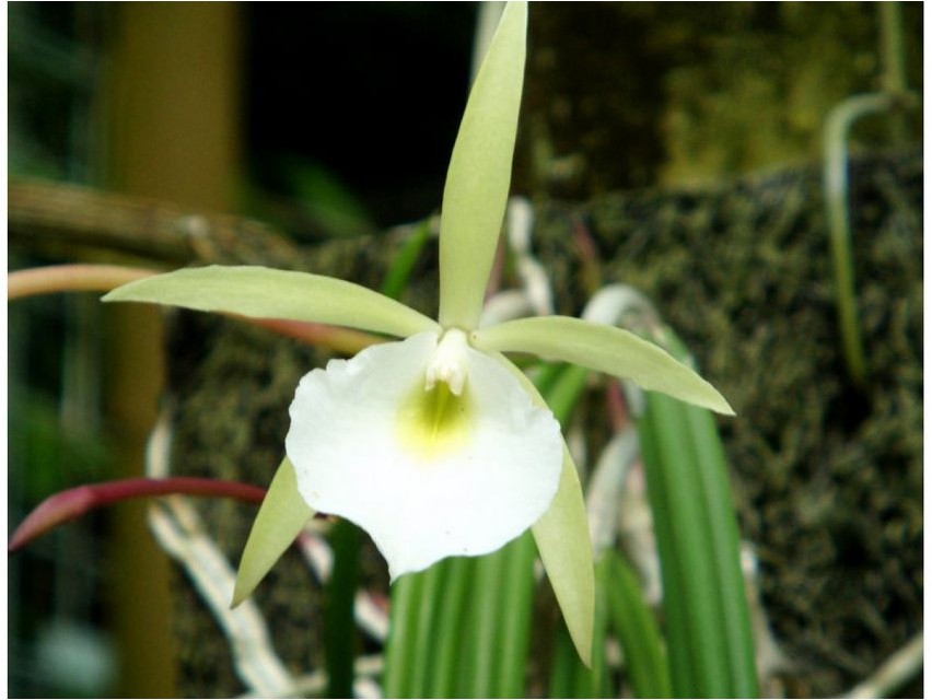 Брассавола брассавола Brassavola brassavola
