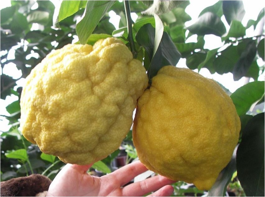 Citron sidrun