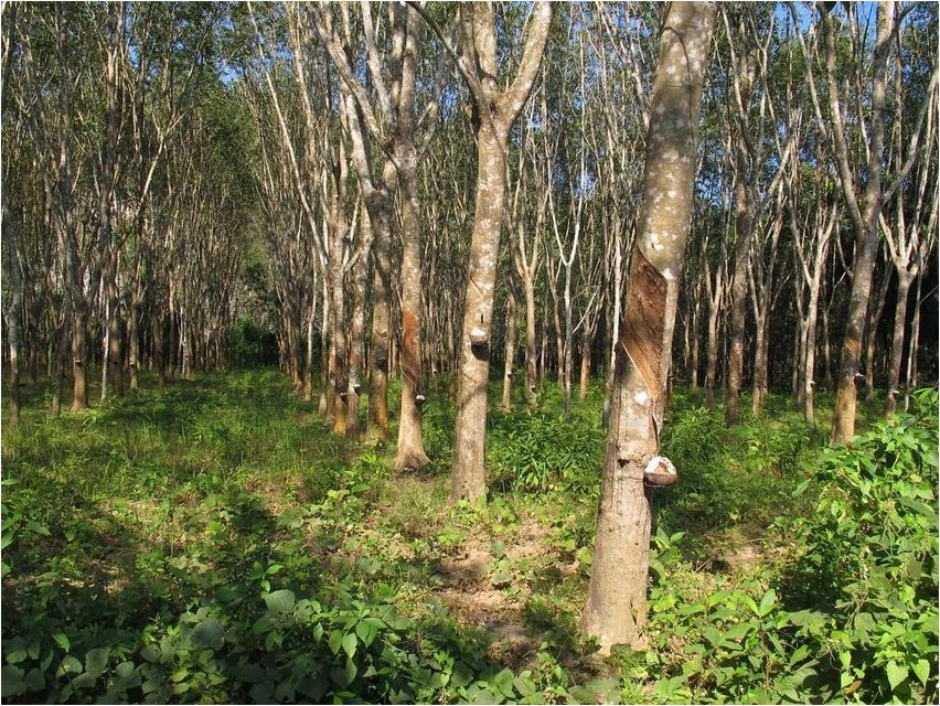 Гевея бразильская гевея Hevea brasiliensis