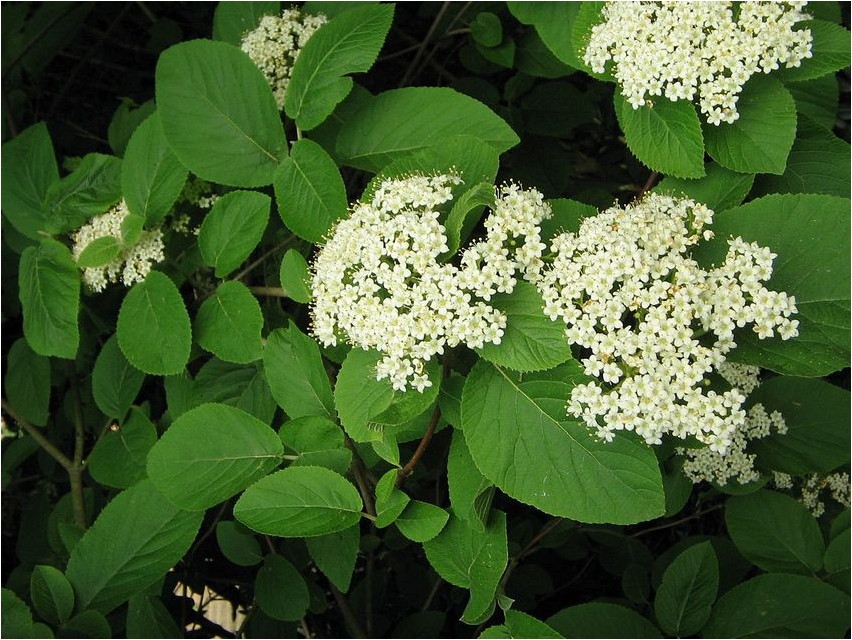 Viburnum gordovina gordovina