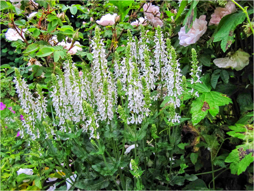 kassinaeris kassinaeris