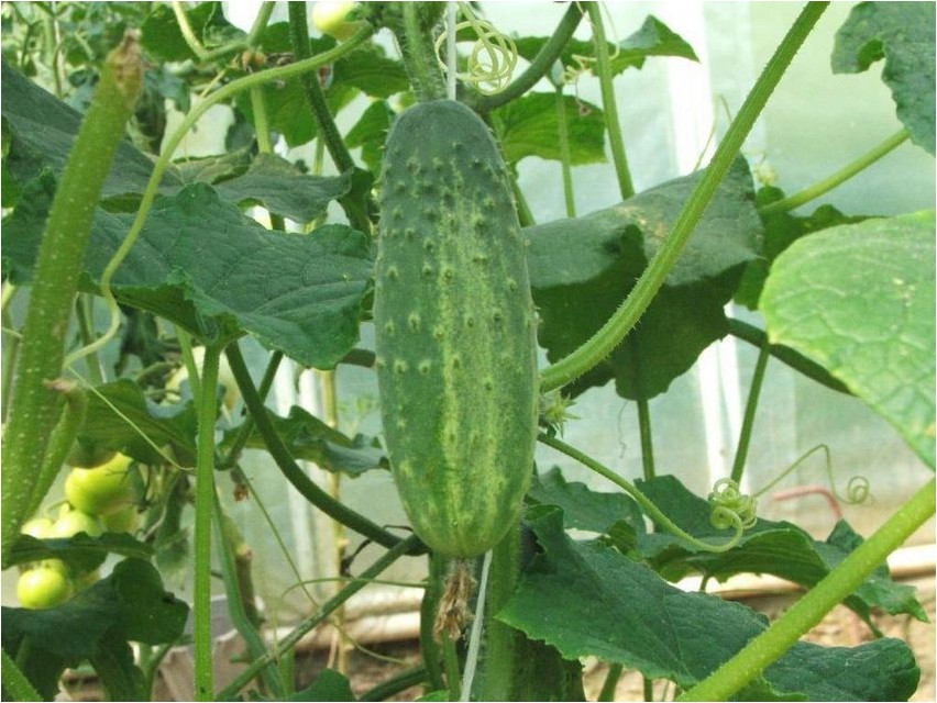 Огурец посевной огурец Cucumber seed cucumber
