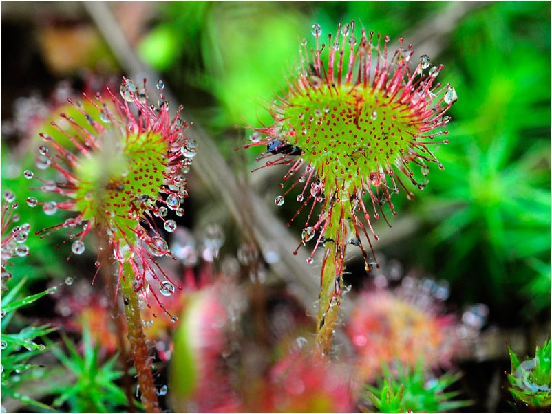 Sundew rotundifolia sundew