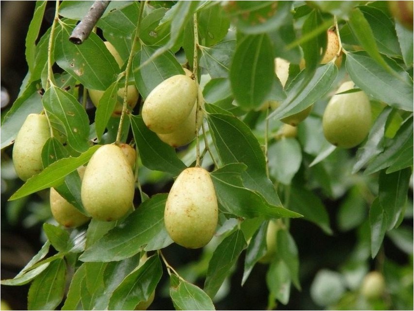 Зизифус зизифус Зизифус зизифус