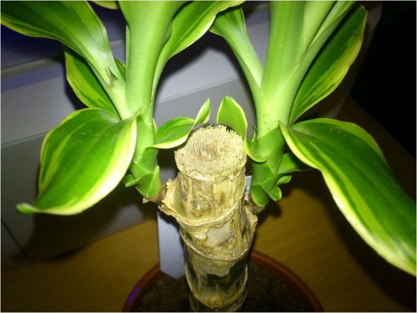 Драцена душистая драцена Dracaena lõhnav dracaena