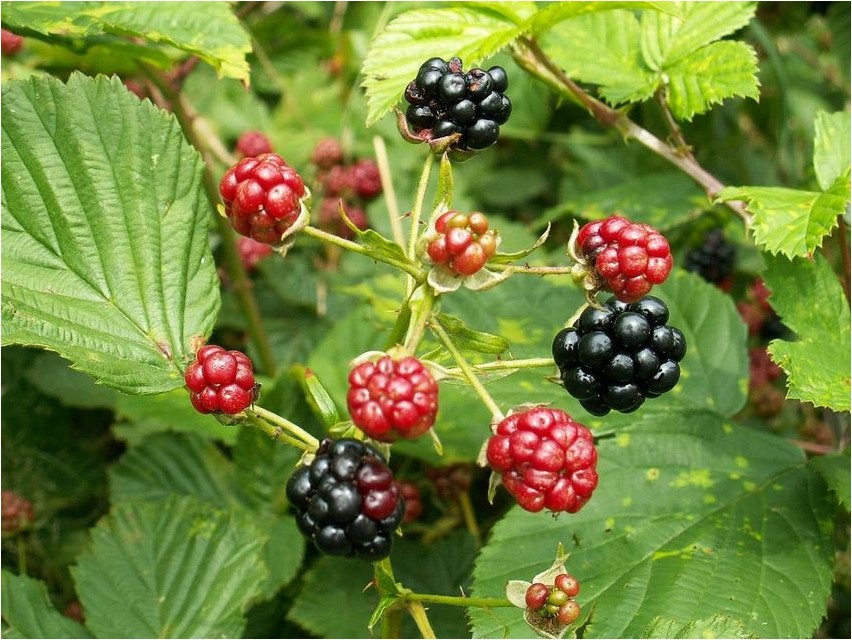 Blackberry blackberry