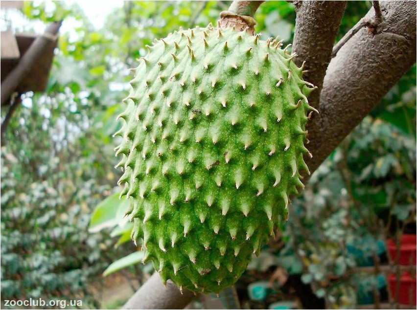 Гуанабана гуанабана Guanabana guanabana